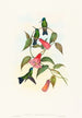 Eucephala smaragdocaerulea - John Gould — vista dell’opera