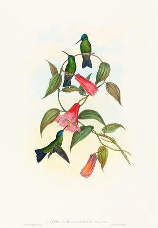 John Gould - Eucephala smaragdocaerulea.webp