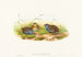 Excalftoria minima - John Gould — vista dell’opera
