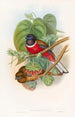 Trogon fascié - John Gould — vista dell’opera