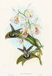 Glaucis fraseri - John Gould — vista dell’opera