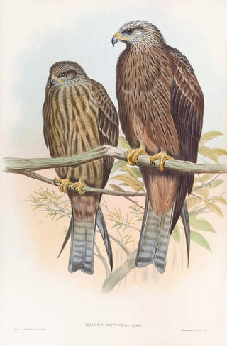 John Gould - Govinda Kite.webp