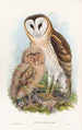 Effraie des herbes - John Gould — vista dell’opera