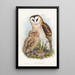 Effraie des herbes - John Gould — quadro incorniciato alla parete