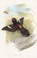 Grand eurylaime - John Gould — vista dell’opera