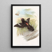 Grand eurylaime - John Gould — quadro incorniciato alla parete