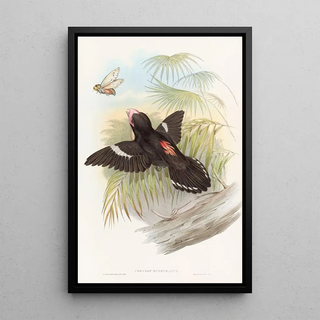 John Gould - Great Eurylaime.webp