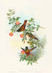 Helianthea eos - John Gould — vista dell’opera