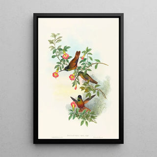 John Gould - Helianthea eos.webp