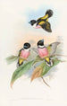 Eurylaime à capuchon - John Gould — vista dell’opera