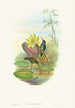 Hylocharis lactea - John Gould — vista dell’opera