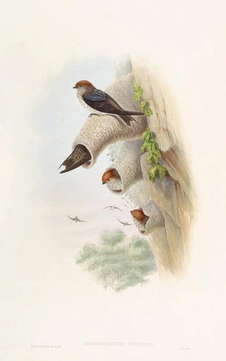 John Gould - Indian CliffSwallow.webp