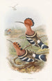Huppe indienne - John Gould — vista dell’opera