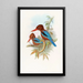 Martin-pêcheur indien - John Gould — quadro incorniciato alla parete