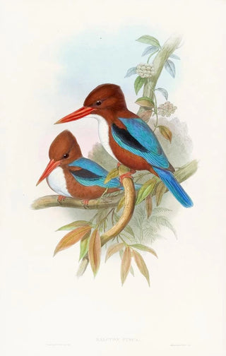 John Gould - Indian Kingfisher.webp