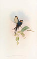 Hirondelle de mosquée indiana - John Gould — vista dell’opera