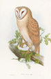 Petit-duc indien - John Gould — vista dell’opera
