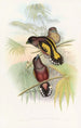 Eurylaime de Java - John Gould — vista dell’opera