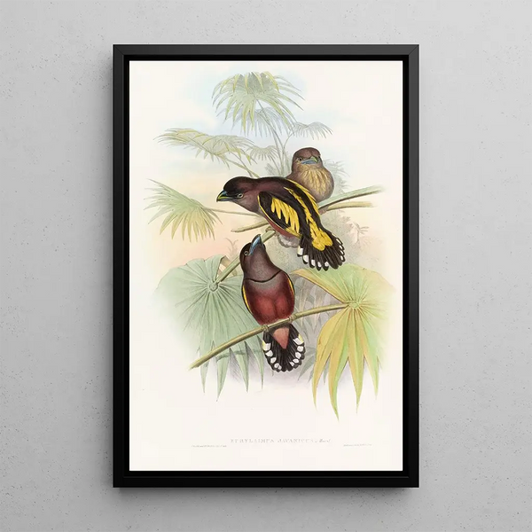John Gould - Javan Eurylaime.webp