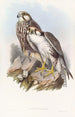 Faucon Jugger - John Gould — vista dell’opera