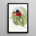 Trogon Kasumba - John Gould — quadro incorniciato alla parete