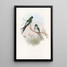 Hirondelle-arbre Klecho - John Gould — quadro incorniciato alla parete