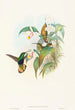 Lafresnaya flavicaudata - John Gould — vista dell’opera