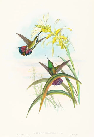 John Gould - Lampornis veraguensis.webp