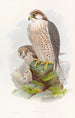 Faucon lanier - John Gould — vista dell’opera