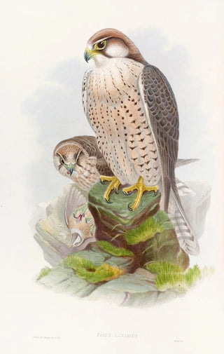 John Gould - Lanner Falcon.webp