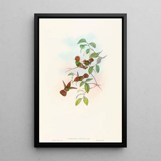 John Gould - Lophornas reginae.webp