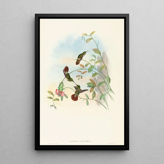 John Gould - Lophornis chalybeus.webp