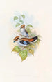 Eurylaime luné - John Gould — vista dell’opera