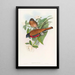 Trogon di Malacca - John Gould — quadro incorniciato alla parete