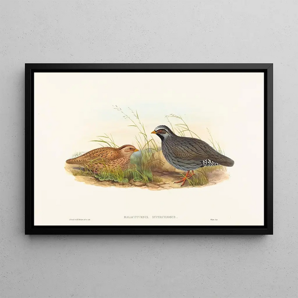 Malacoturnix superciliosus - John Gould — quadro incorniciato alla parete