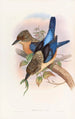 Martin-pêcheur mantelé - John Gould — vista dell’opera