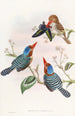 Martin-pêcheur multicolore - John Gould — vista dell’opera