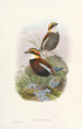 Monografia dei Pittidae Pl03 - John Gould — vista dell’opera