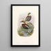 Monografia dei Pittidae Pl03 - John Gould — quadro incorniciato alla parete