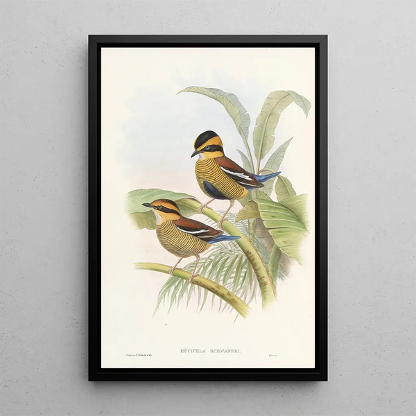 John Gould - Monograph of the Pittidae Pl04.webp