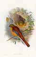 Trogon montagnard - John Gould — vista dell’opera