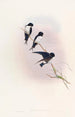 Hirondelle de Népal - John Gould — vista dell’opera