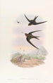 Martinet à toit de palmier - John Gould — vista dell’opera