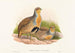 Perdix barbata - John Gould — vista dell’opera