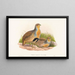Perdix barbata - John Gould — quadro incorniciato alla parete