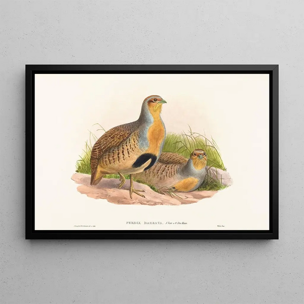 Perdix barbata - John Gould — quadro incorniciato alla parete