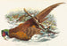Phasianus colchicus - John Gould — vista dell’opera