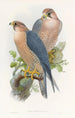 Faucon à nuque rouge - John Gould — vista dell’opera
