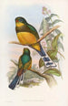 Trogon de Reinwardt - John Gould — vista dell’opera