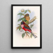 Trogon à poitrine rose - John Gould — quadro incorniciato alla parete